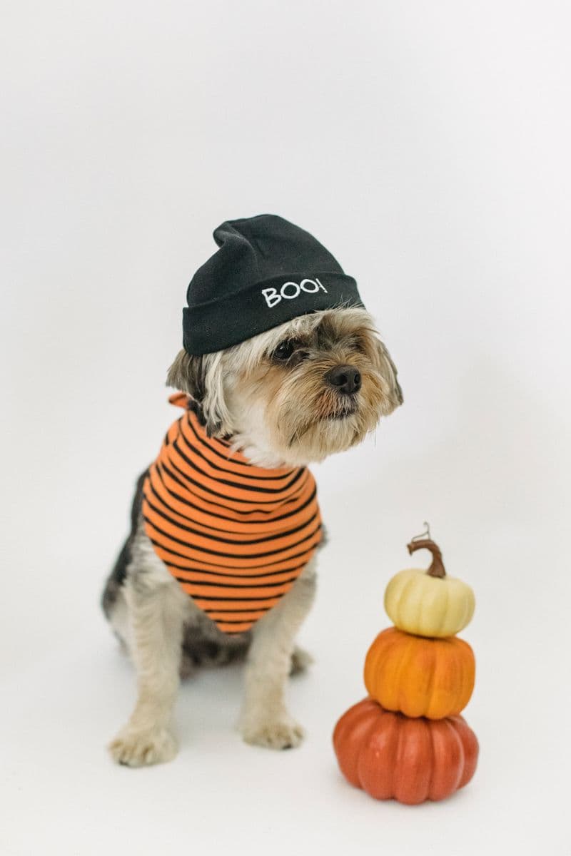 Pumpkin Bandana