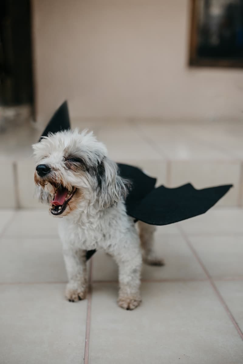 Bat Wings