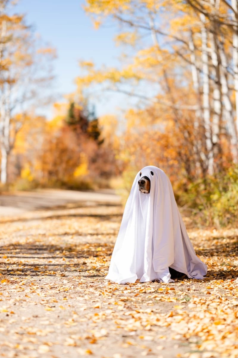 Ghost
