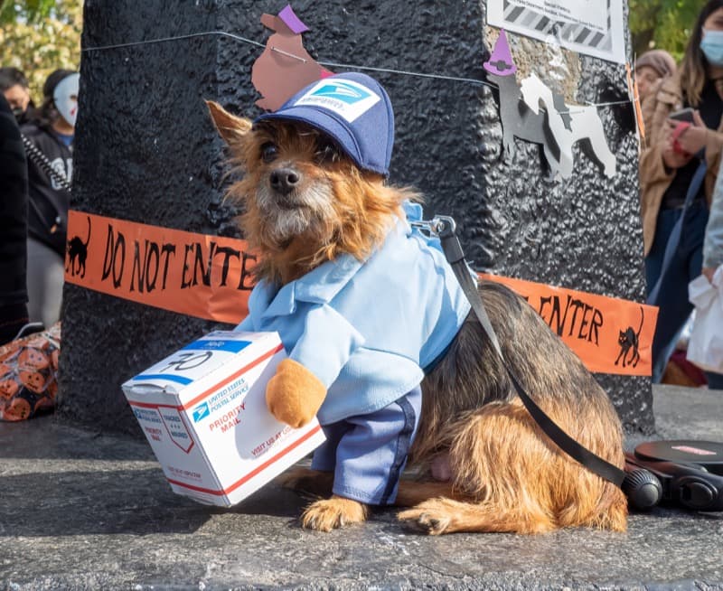 UPS / Mail Carrier
