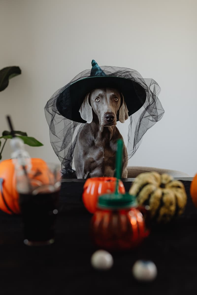 Wizard / Witch