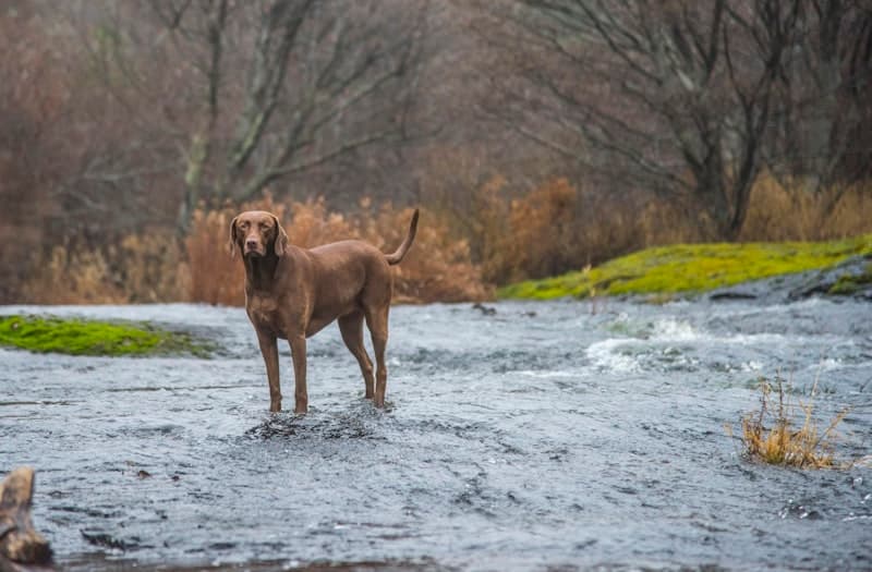 Dog swimming in a creek near Toronto