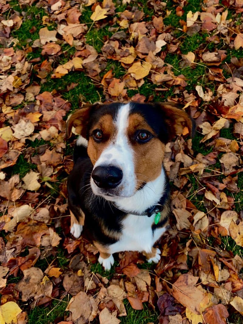 Dog at a fall festival
