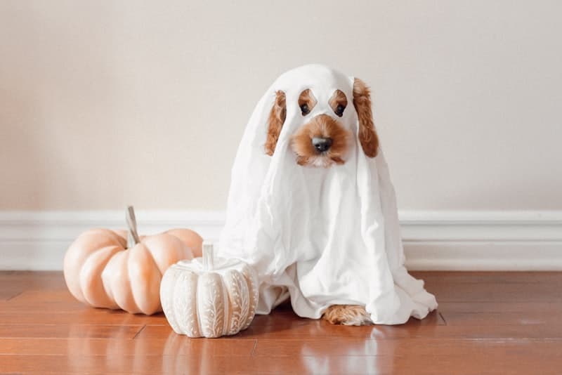 Dog wearing a ghost costume next to a pumpkin