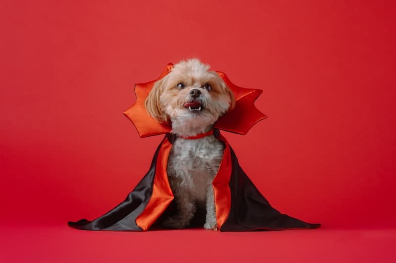 Dog in Halloween costume