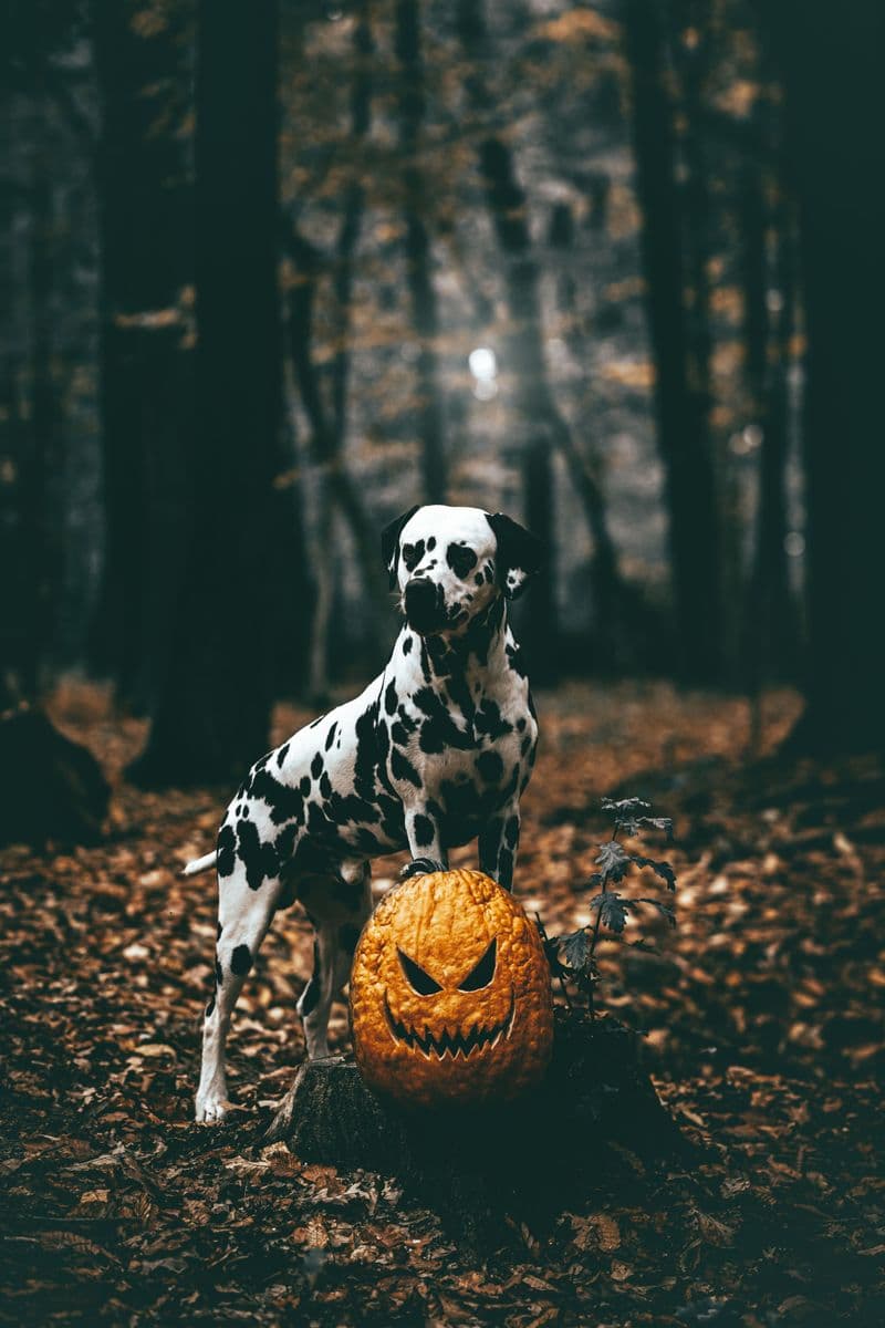 Dalmatian next to a jack-o-lantern in an autumn forest