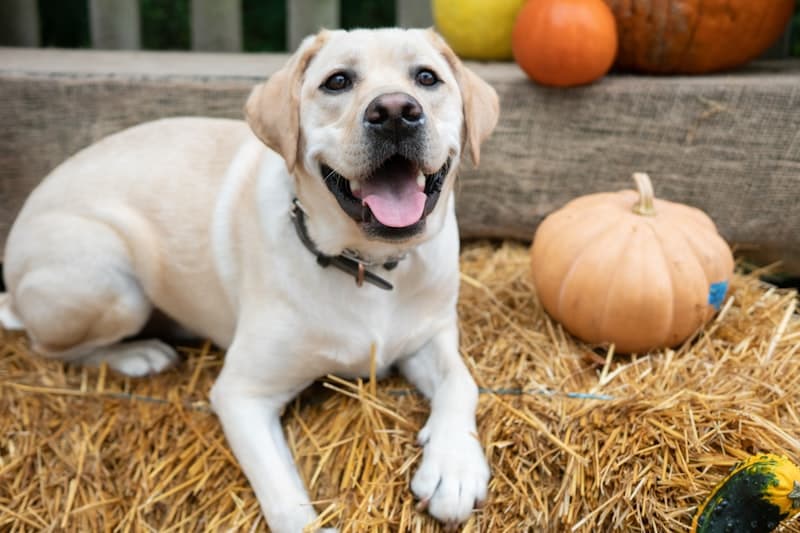 Dog with pumpkins in a patch