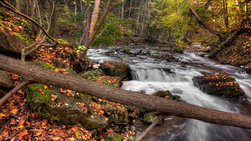 Fall colours at Forks of the Credit