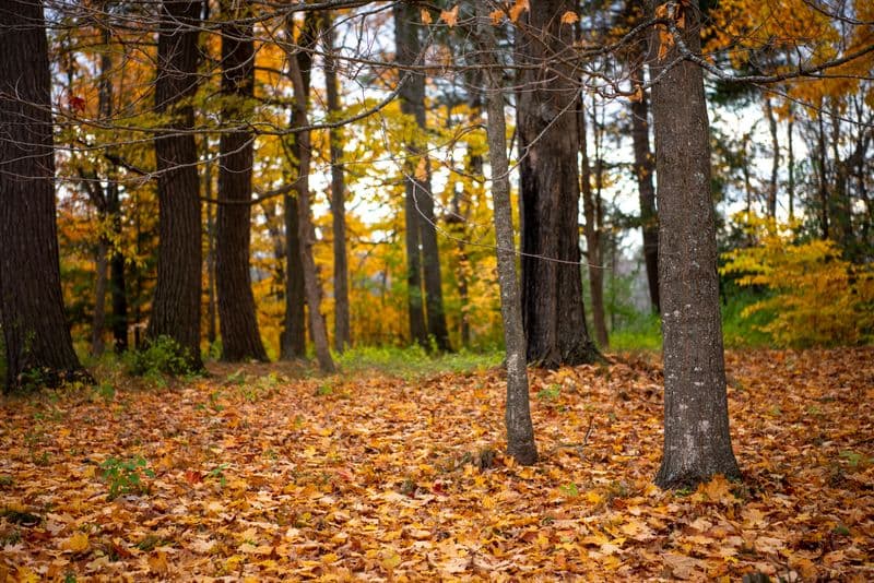 Fall colours at Mono Cliffs Provincial Park
