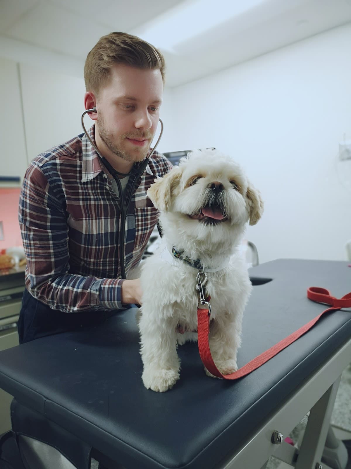Toronto Animal Health Partners veterinary clinic