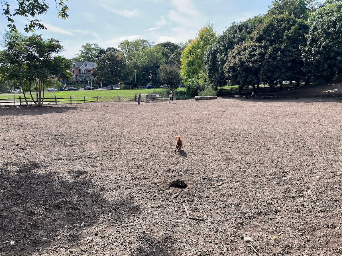 Dog at Withrow Park in Toronto