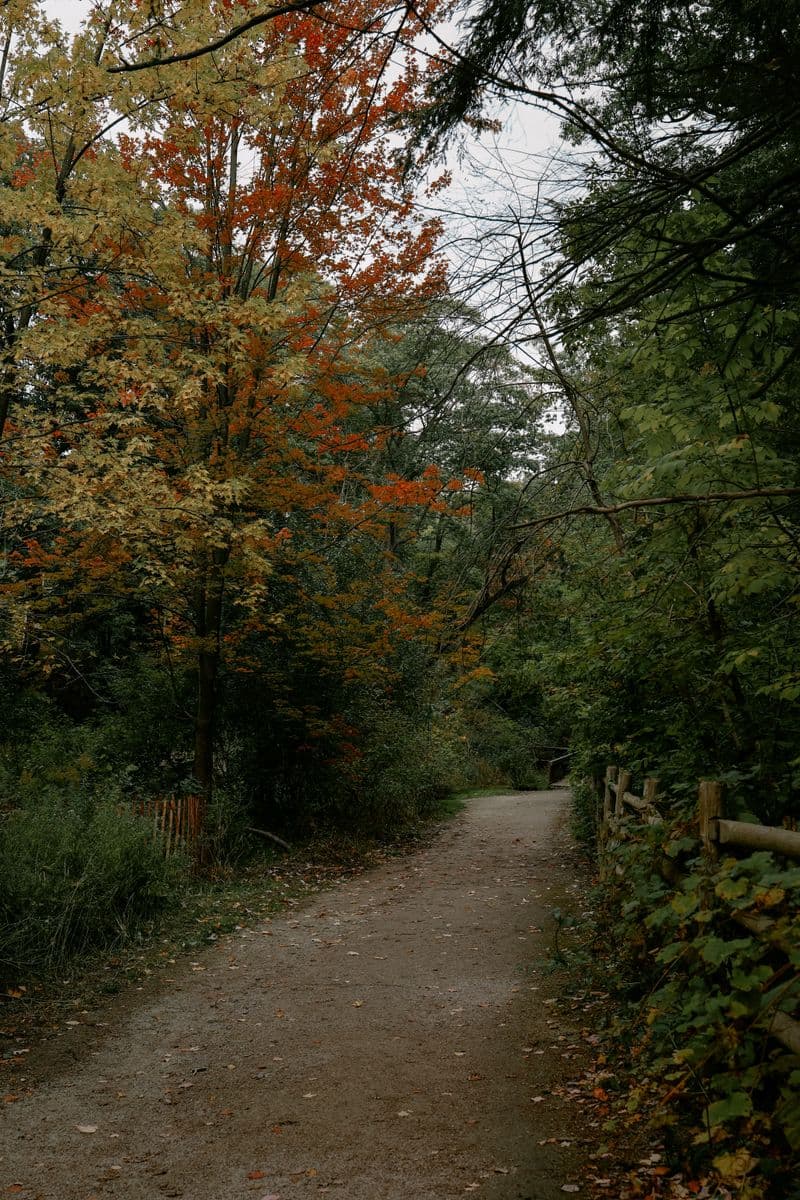 Crothers Woods in fall colour