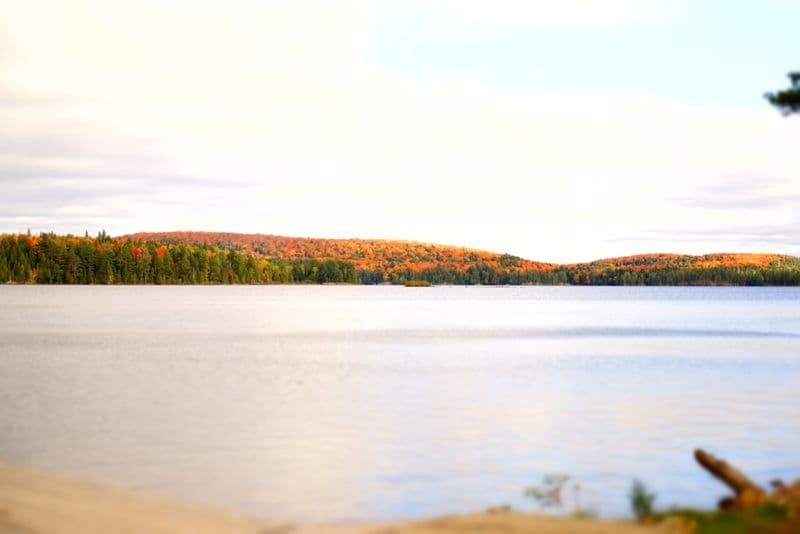Algonquin Park in fall colour