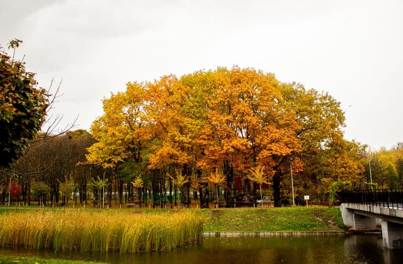 High Park in fall colour