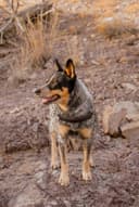 Australian Cattle Dog
