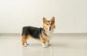 Pembroke Welsh Corgi