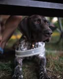 German Shorthaired Pointer