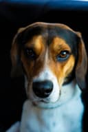 Hound dog