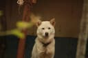 Jindo dog