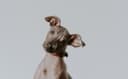 Miniature Pinscher