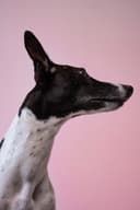Whippet