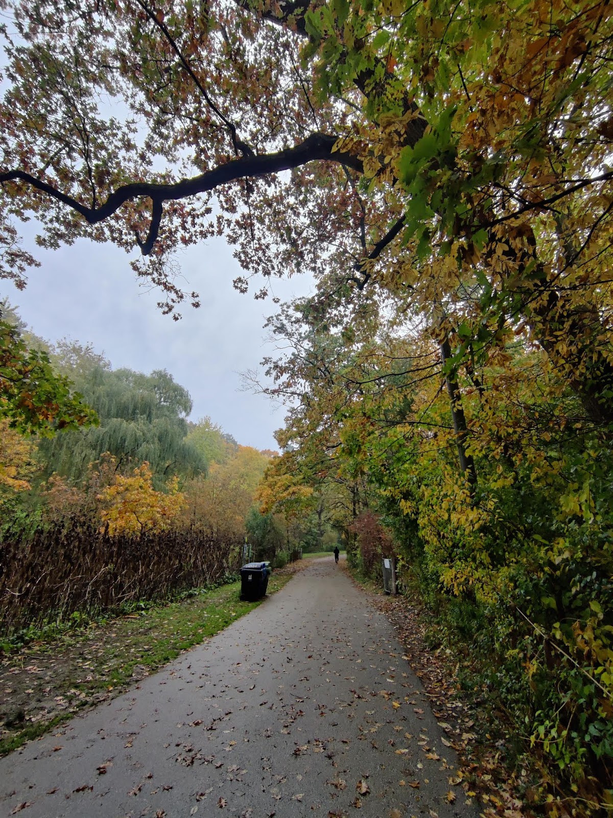 High Park Dog Off-Leash Area